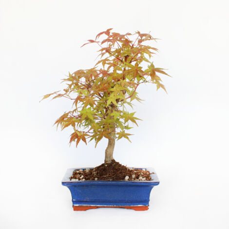Bonsai Acero Palmato Deshojo - Acer Palmatum - Vaso - H 30-35 cm Vaso Ø 19 cm
