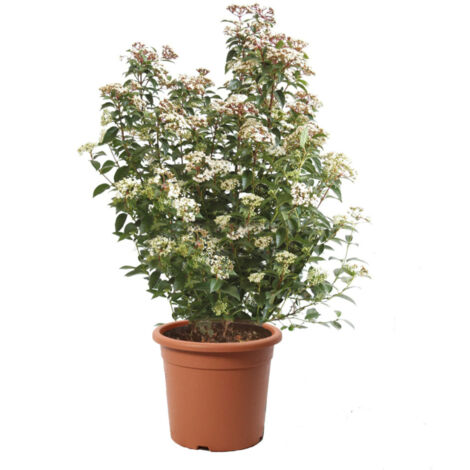 Viburnum Tinus 'Eve Price' - Pianta di Viburno - Piante Vere da Esterno Sempreverdi Resistenti - Pianta da Siepe - H 60-80 Vaso Ø 24 cm