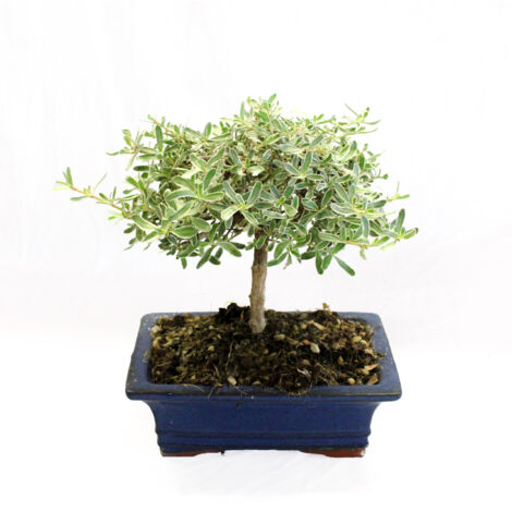 Bonsai Coprosma - Bonsai Vero - H 20-25 cm Vaso Ø 19 cm