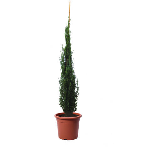 Ginepro Juniperus Virginiana Blue Arrow - Pianta da Esterno Resistente al Freddo - Pianta da Giardino - H 175-200 cm Vaso Ø 30 cm