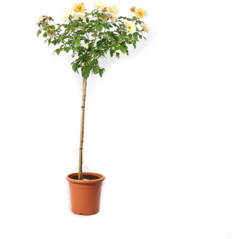 Rose Giallo Sfumato Rosa Alberello - Piante Vere Fiorite da Esterno - Rose Vere in Vaso - Pianta Decorativa da Giardino - H 180-190 cm Vaso Ø 22 cm