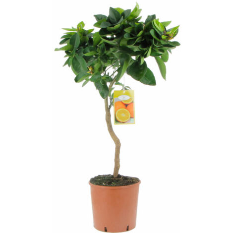 KENTIS Arancia Rossa Moro: Pianta Di Arancio Vera In Vaso 20cm, H 70-80cm, Albero Da Frutto Da Esterno