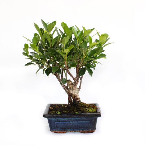 Bonsai Ficus Microcarpa - Bonsai Ficus Retusa - H 25-30 cm Vaso Ø 15 cm