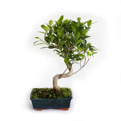 Bonsai Ficus Microcarpa - Bonsai Ficus Retusa - H 35-45 cm Vaso Ø 18,5 cm