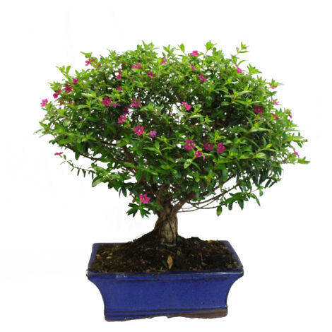 Bonsai Cuphea Hyssopifolia - Bonsai Fiori - H 30-35 cm Vaso Ø 20 cm
