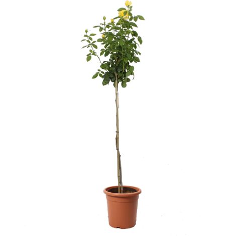 Rose Giallo Brillante Alberello - Piante Vere Fiorite da Esterno - Pianta Decorativa - H 180-190 cm Vaso da Coltura Ø 22 cm