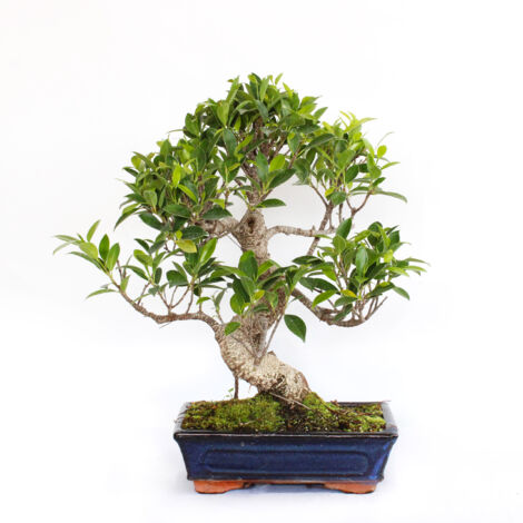 Bonsai Ficus Microcarpa - Bonsai Ficus Retusa - H 40-50 cm Vaso Ø 25 cm