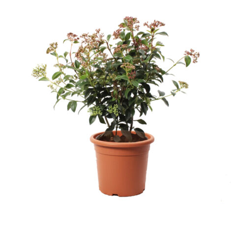 Viburnum Tinus 'Eve Price' - Pianta di Viburno - Piante Vere da Esterno Sempreverdi Resistenti - Pianta da Siepe - H 40-50 cm Vaso Ø 18 cm