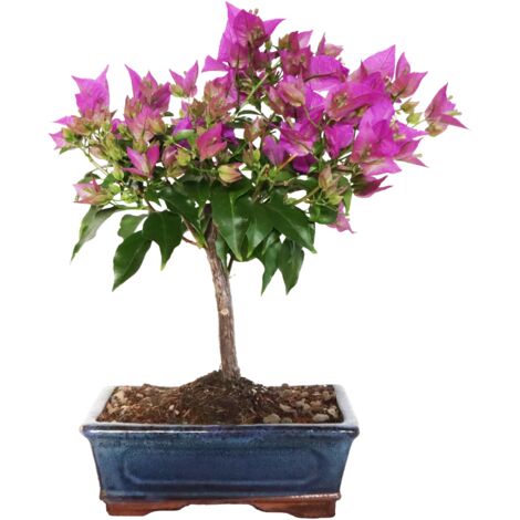 Bonsai Bouganville Sanderiana - Bouganvillea - Piante Vere Fiorite - H 30-40 cm Vaso  Ø 18,5