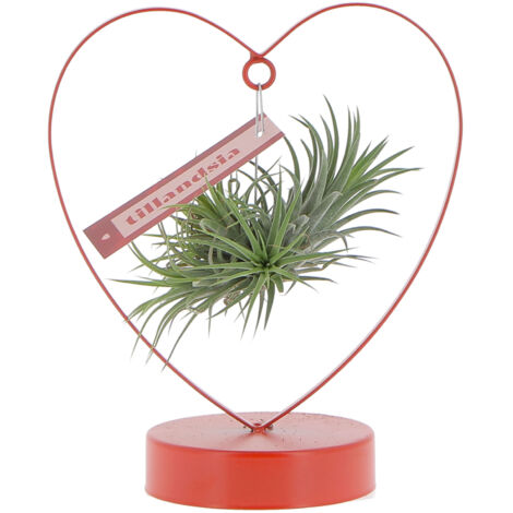 Tillandsia con struttura a Cuore - Piante Vere da interno - Pianta Aerea - Pianta Purifica Aria - Piante da Appartamento - Alta 25 cm