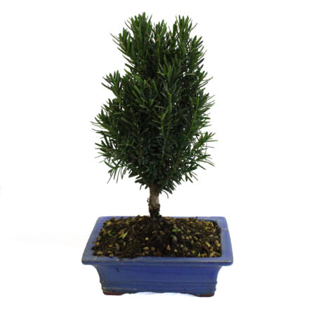 Bonsai Tasso Giapponese - Bonsai Taxus Cuspidata - H 30-35 cm Vaso Ø 19 cm