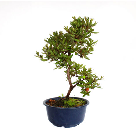 Bonsai Azalea Satsuky - Bonsai Giapponese Azalea - H 30-35 cm Vaso Ø 15,5 cm