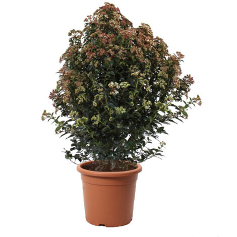 Viburnum Tinus 'Eve Price' - Pianta di Viburno - Piante Vere da Esterno Sempreverdi Resistenti - Pianta da Siepe - H 100-125 cm Vaso Ø 30 cm