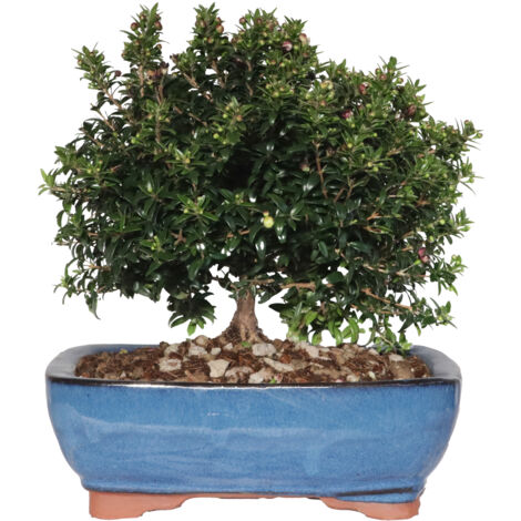 Bonsai Mirto - Bonsai Myrtus Communis - H 23-30 cm Vaso Ø 21