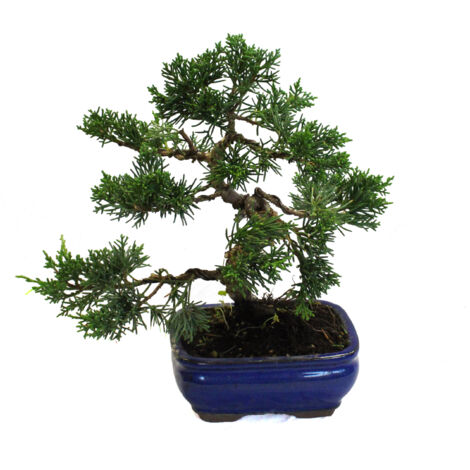 Bonsai di Ginepro con Vaso in Ceramica - Bonsai Juniperus - Vaso Ø 16 cm H 20/30 cm