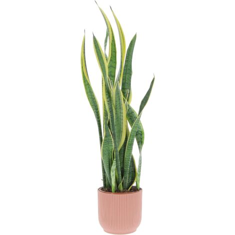 Sansevieria Trifasciata Laurentii - H 85-95 cm Vaso da Coltura Ø 17 cm