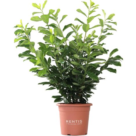 Prunus Laurocerasus Novita - Piante Vere da Esterni - H 80-100 cm Vaso Ø 24 cm