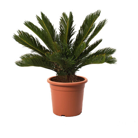 Cycas Revoluta Palma Nana - Piante da Esterno Resistenti - H 60-80 cm Vaso da Coltura Ø 24 cm (1/3)