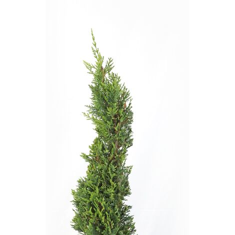 Cipresso a Spirale - Cupressocyparis Leylandii - H 140-160 cm Vaso Ø 30 cm