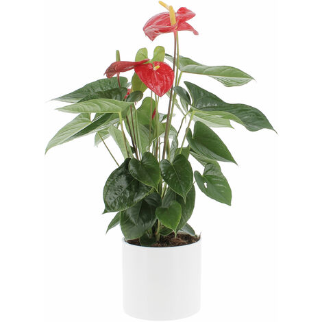 Anthurium Andreanum Rosso con Vaso in Ceramica Panna - Pianta Purifica Aria - H 65-75 cm Vaso Ø 17 cm