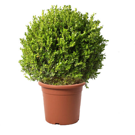 Bosso a Sfera - Buxus Microphylla Faulkner - H 60-70 cm Diametro Cespuglio 45-50 cm Vaso Ø 30 cm