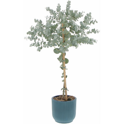 Eucalyptus Gunnii con Eco-Vaso Deep Blue - Alberello di Eucalipto - H 70-80 Vaso Ø 15 cm