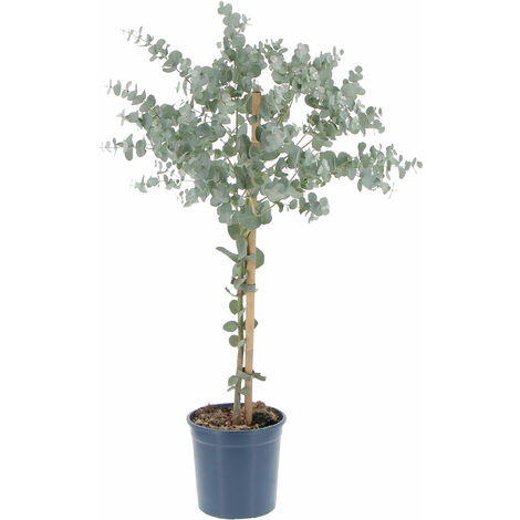 Eucalyptus Gunnii - Alberello di Eucalipto - H 70-80 Vaso Ø 15 cm