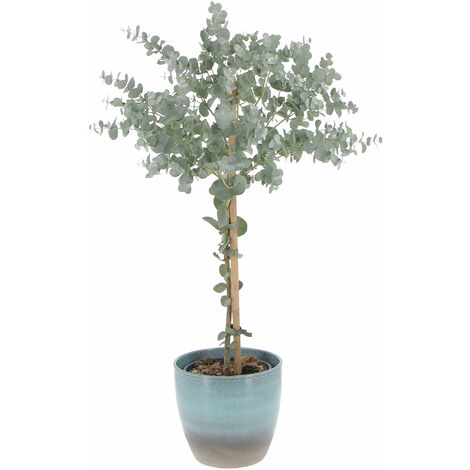 Eucalyptus Gunnii con Vaso in Ceramica Ocean - Alberello di Eucalipto - H 70-80 Vaso Ø 15 cm