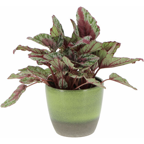 Begonia Rex Maui Sunset con Vaso in Ceramica Flora - Piante Vere da Interni- H 25-30 cm Vaso Ø 12 cm