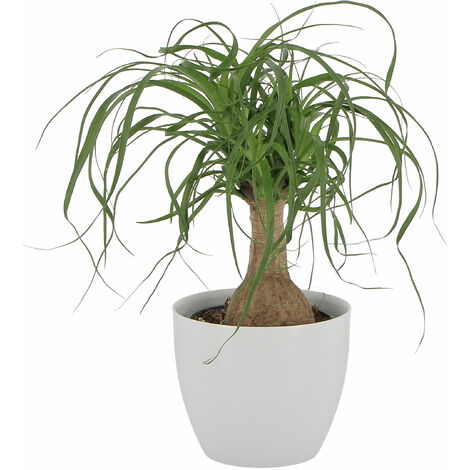 Beaucarnea Nolina Recurvata con Vaso in Ceramica Pianta Mangiafumo - H 30-40 cm Vaso Ø 14 cm