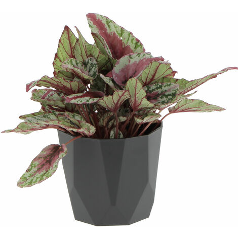 Begonia Rex Maui Sunset con Eco-Vaso Nero - Piante Vere da Interni- H 25-30 cm Vaso Ø 12 cm