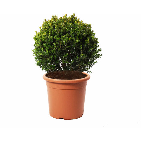 Bosso a Sfera - Buxus Microphylla Faulkner - H 50-60 cm Diametro Cespuglio 35-40 cm Vaso Ø 26 cm