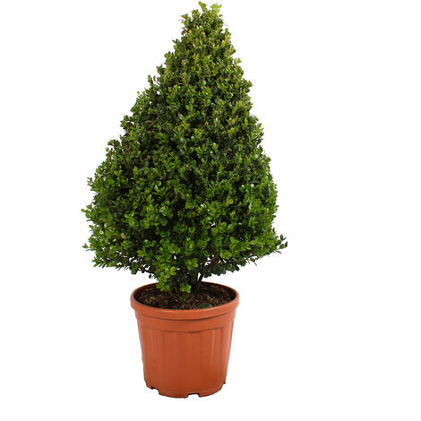 Bosso a Cono - Buxus Microphylla Faulkner - H 80-100 cm Vaso Ø 24 cm