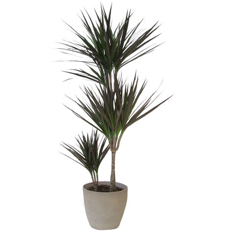 Dracaena Marginata Magenta con Vaso in Ceramica Taupe Stone - Piante Vere da Interni Purifica Aria - H 110-120 cm e Vaso Ø 21 cm