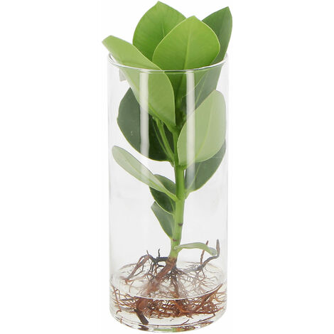 Clusia Rosea Princess in Idrocultura - Pianta Idroponica da Interno - H 25-30 cm Vaso Ø 6 cm