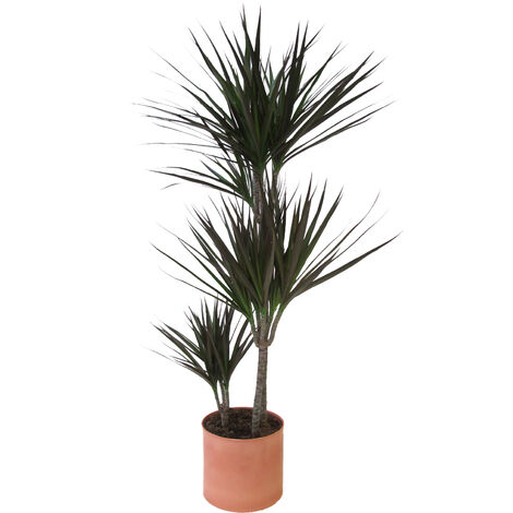 Dracaena Marginata Magenta con Vaso in Ceramica Papaya - Piante Vere da Interni Purifica Aria - H 110-120 cm e Vaso Ø 21 cm