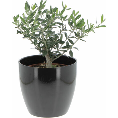 Olivo Bonsai con Vaso in Ceramica Schwarz - Olea Europaea - Piante Vere da Interno e Esterno - H 35-40 cm Vaso Ø 20 cm