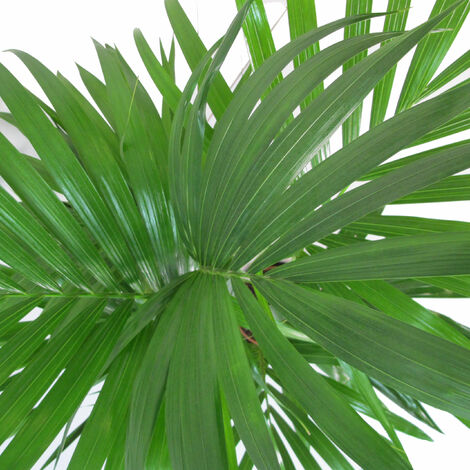 Pianta D'appartamento Livistona (Palma Tropicale) | Altezza 30-40 Cm (vaso 12 Cm Incluso) | Regalo Vivente