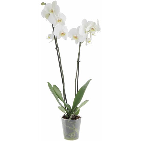 Orchidea Phalaenopsis Bianca - Piante Vere Fiorite da Interno - H 60-70 cm  Vaso Ø 12 cm