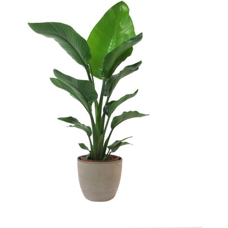Strelitzia Nicolai con Vaso in Ceramica Earth - Uccello del Paradiso - Pianta Vera da Interno - H 75-90 cm Vaso Ø 19 cm