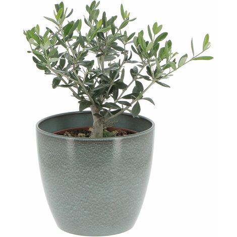 Olivo Bonsai con Vaso in Ceramica Scottish Moss - Olea Europaea - Piante Vere da Interno e Esterno - H 35-40 cm Vaso Ø 20 cm