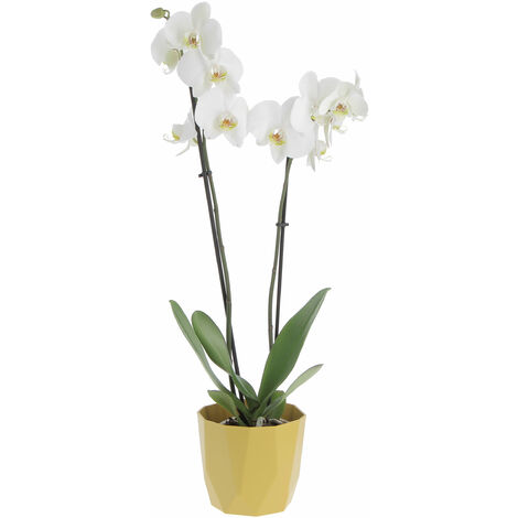 1 PIANTA DI ORCHIDEA PHALAENOPSIS BOHO LOVE BIANCO VASO 12CM, orchidea vera pian
