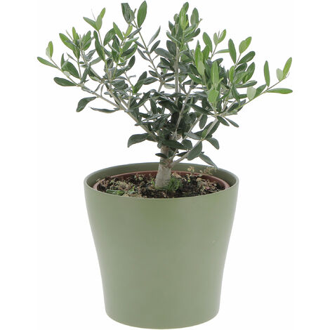 Olivo Bonsai con Vaso in Ceramica Oliva - Olea Europaea - Piante Vere da Interno e Esterno - H 35-40 cm Vaso Ø 20 cm