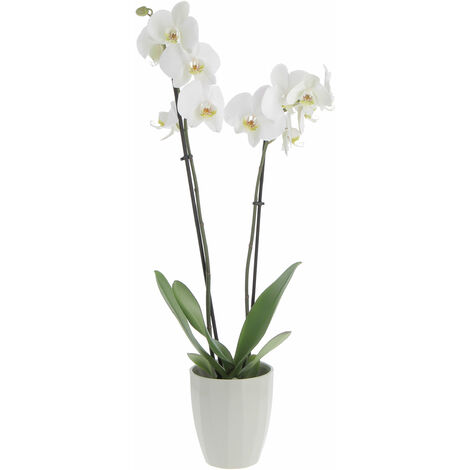 Orchidea Phalaenopsis Bianca con Vaso in Ceramica Green Elegance - Piante Vere Fiorite da Interno - H 60-70 cm Vaso Ø 12 cm