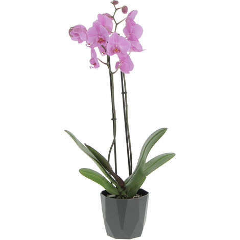 Orchidea Phalaenopsis Rosa con Eco-Vaso Rock Black - Piante Vere Fiorite da Appartamento - H 60-70 cm Vaso Ø 12 cm