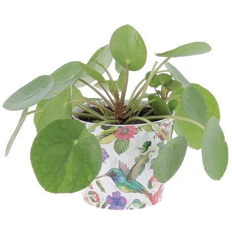 Pilea Peperomioides con Vaso in Ceramica Tropicana - Pianta delle Monete Cinesi - H 15-25 cm e Vaso Ø 12 cm