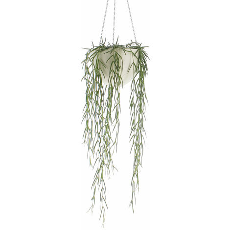 Hoya Linearis - Piante Vere da Interni - Pianta Tropicale Ricadente - Vaso Ø 14 cm