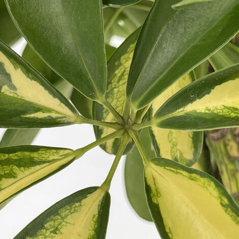 Lingua Di Suocera - Pianta Da Interno Facile Da Curare, Sansevieria Trifasciata Laurentii Altezza Ca 65 Cm Diametro Del Vaso 17 Cm 93231043