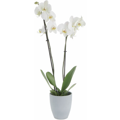 Orchidea Phalaenopsis Bianca con Vaso in Ceramica Grey Stone - Piante Vere Fiorite da Interno - H 60-70 cm Vaso Ø 12 cm