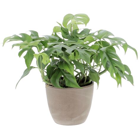 Monstera Minima con Vaso in Ceramica Earth - Piante Rampicanti Vere da Interni - Altezza 25-30 cm Vaso Ø 12 cm